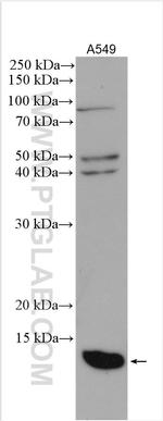 SRX1 Antibody in Western Blot (WB)