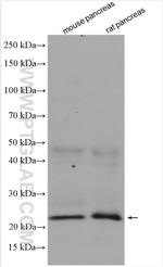 MIST1 Antibody in Western Blot (WB)