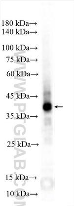 Cytokeratin 19 Antibody in Western Blot (WB)