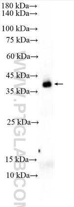 Cytokeratin 19 Antibody in Western Blot (WB)