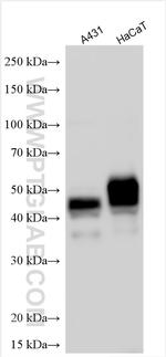 TACSTD2/TROP2 Antibody in Western Blot (WB)
