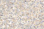 ENT1 Antibody in Immunohistochemistry (Paraffin) (IHC (P))