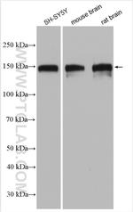 SNIP/p140Cap Antibody in Western Blot (WB)