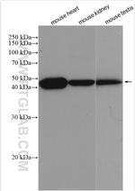 MEI4 Antibody in Western Blot (WB)