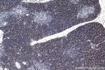 CD8a Antibody in Immunohistochemistry (Paraffin) (IHC (P))