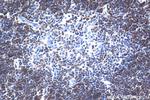 CD8a Antibody in Immunohistochemistry (Paraffin) (IHC (P))