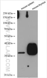 CD8a Antibody in Western Blot (WB)