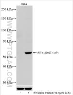 IFIT1 Antibody in Western Blot (WB)