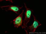 NFIB Antibody in Immunocytochemistry (ICC/IF)