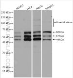 NFIB Antibody in Western Blot (WB)