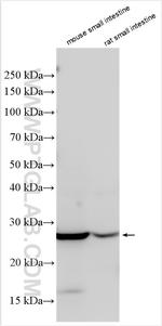 TNFSF15 Antibody in Western Blot (WB)