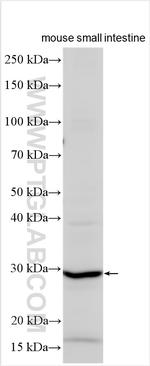 TNFSF15 Antibody in Western Blot (WB)