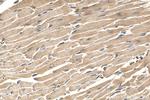 CRELD1 Antibody in Immunohistochemistry (Paraffin) (IHC (P))