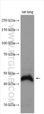 CRELD1 Antibody in Western Blot (WB)