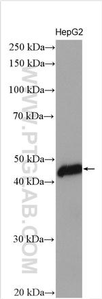 CRELD1 Antibody in Western Blot (WB)