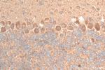 TRIM69 Antibody in Immunohistochemistry (Paraffin) (IHC (P))