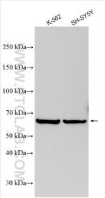 TRIM69 Antibody in Western Blot (WB)