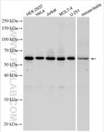 FAM114A2 Antibody in Western Blot (WB)