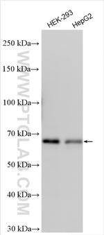 POLL Antibody in Western Blot (WB)