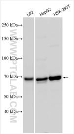POLL Antibody in Western Blot (WB)
