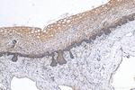 OTUD1 Antibody in Immunohistochemistry (Paraffin) (IHC (P))