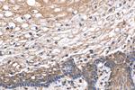 OTUD1 Antibody in Immunohistochemistry (Paraffin) (IHC (P))