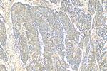 OTUD1 Antibody in Immunohistochemistry (Paraffin) (IHC (P))