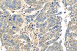 OTUD1 Antibody in Immunohistochemistry (Paraffin) (IHC (P))