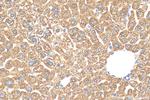 OTUD1 Antibody in Immunohistochemistry (Paraffin) (IHC (P))