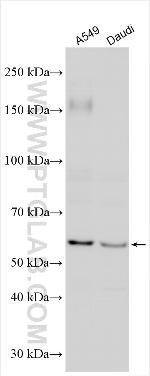 MEGF9 Antibody in Western Blot (WB)