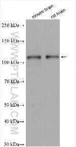 RAB12 Antibody in Western Blot (WB)