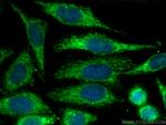 SPATS2L Antibody in Immunocytochemistry (ICC/IF)