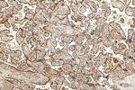 SPATS2L Antibody in Immunohistochemistry (Paraffin) (IHC (P))