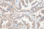 SPATS2L Antibody in Immunohistochemistry (Paraffin) (IHC (P))