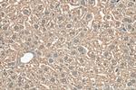 GPR179 Antibody in Immunohistochemistry (Paraffin) (IHC (P))