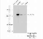DOCK5 Antibody in Immunoprecipitation (IP)