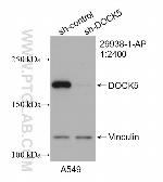 DOCK5 Antibody in Western Blot (WB)