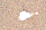 MYD88 Antibody in Immunohistochemistry (Paraffin) (IHC (P))