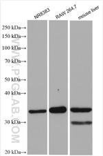 MYD88 Antibody in Western Blot (WB)