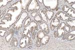 NCOR2 Antibody in Immunohistochemistry (Paraffin) (IHC (P))