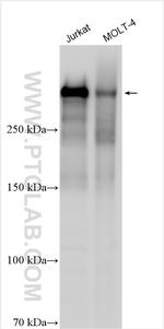 NCOR2 Antibody in Western Blot (WB)