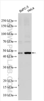 PER2 Antibody in Western Blot (WB)