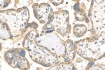 cGAS Antibody in Immunohistochemistry (Paraffin) (IHC (P))
