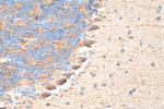 TrkB Antibody in Immunohistochemistry (Paraffin) (IHC (P))