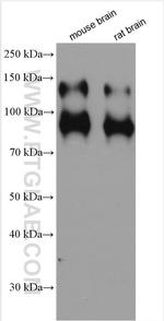 TrkB Antibody in Western Blot (WB)