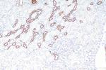 Uromodulin Antibody in Immunohistochemistry (Paraffin) (IHC (P))