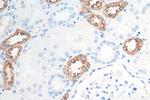 Uromodulin Antibody in Immunohistochemistry (Paraffin) (IHC (P))