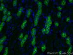 Uromodulin Antibody in Immunohistochemistry (PFA fixed) (IHC (PFA))