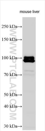 IREB2 Antibody in Western Blot (WB)