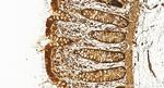 HOXA9 Antibody in Immunohistochemistry (Paraffin) (IHC (P))